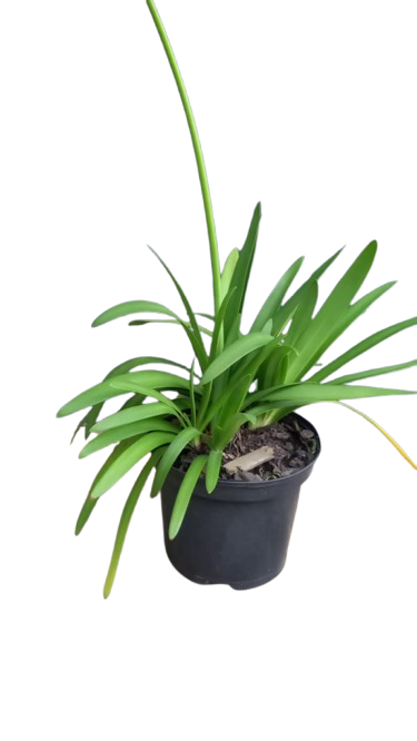 Agapanthus Fireworks 19cm