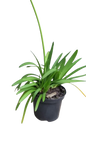 Agapanthus Fireworks 19cm
