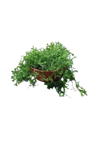 Selaginella Bowl Green 15CM