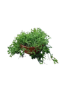 Selaginella Bowl Green 15CM