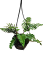 Polystichum Polyblepharum 16cm HB