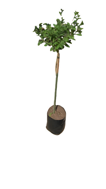 Solanum Ranonetti Various Std 10LT