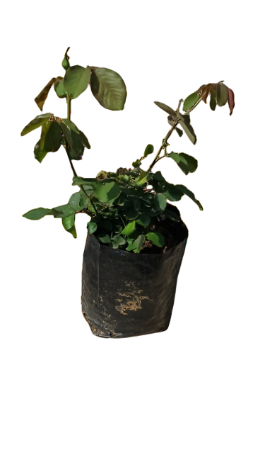 Double Delight Rose 5L