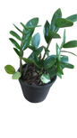 Zamioculcas 15cm