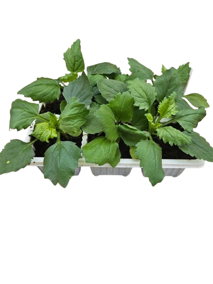 Aster pot And Patio Mix Seedling
