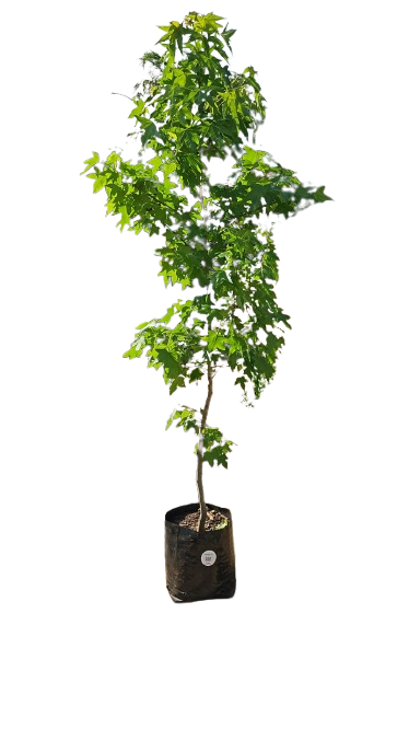 Liquid Amber Tree 10L