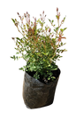 Rose Mini Tour Assorted 5L