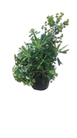 Euphorbia "Tiny Tim" 15cm