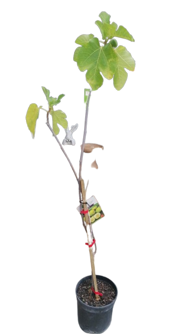 Fig 'deanna' 19cm