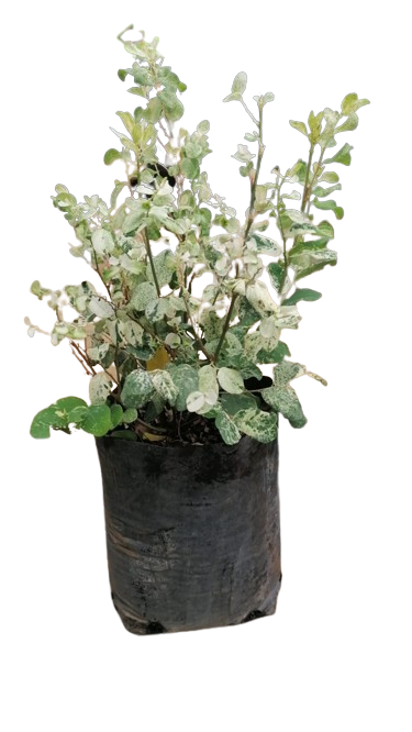 Breynia Nivosa 5L