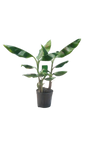 Banana 'Williams' 19cm