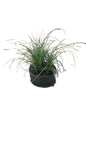 Nolina Recurvata Bonzai 20cm