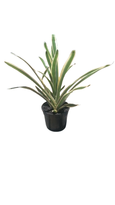 Aechmea 'Lucky Stripe' 15cm