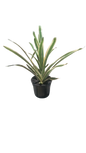 Aechmea 'Lucky Stripe' 15cm