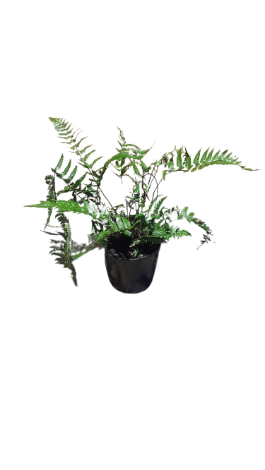 Polystichum Biaristatum 14cm