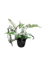 Polystichum Biaristatum 14cm