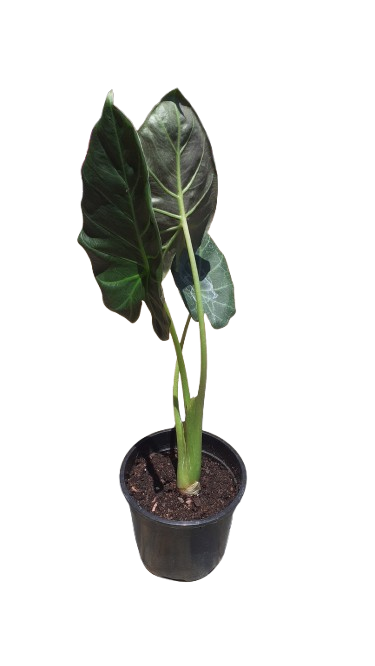 Alocasia Reginald Shield 16.5cm