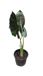 Alocasia Reginald Shield 16.5cm