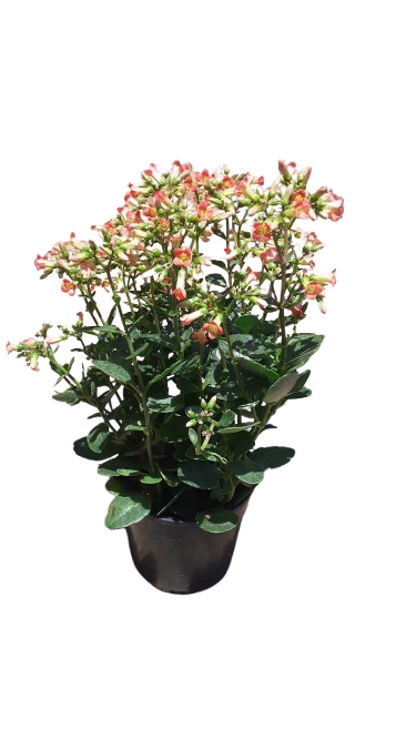 Kalanchoe Tessa 14cm