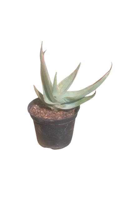 Aloe Striata 2.5L