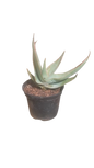 Aloe Striata 2.5L