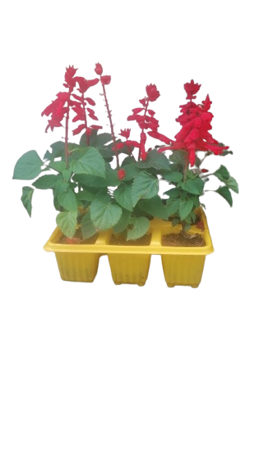Salvia Red Dwarf 6 pack Seedling Tray