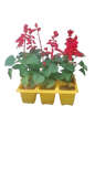 Salvia Red Dwarf 6 pack Seedling Tray