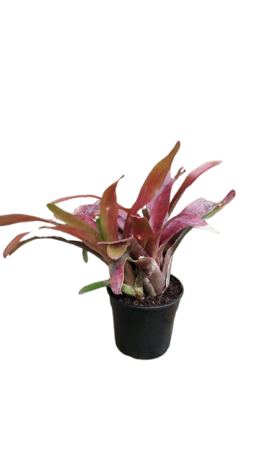 Bromelia Mixed Colours 14cm
