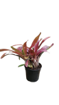 Bromelia Mixed Colours 14cm