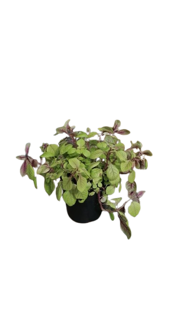 Plectranthus Baurii Gold 14cm