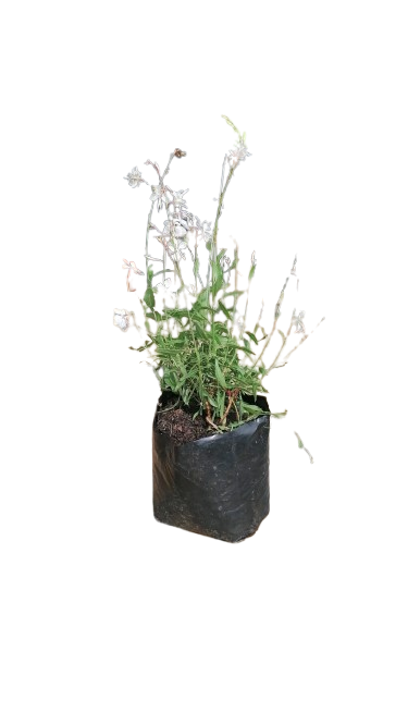 Gaura Belleza Early White 4L