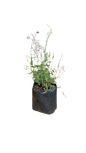 Gaura Belleza Early White 4L