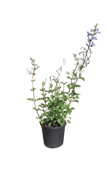 Salvia Heat Hero 17cm