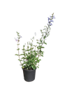 Salvia Heat Hero 17cm