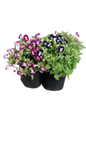 Torenia Kauai Mix 3L