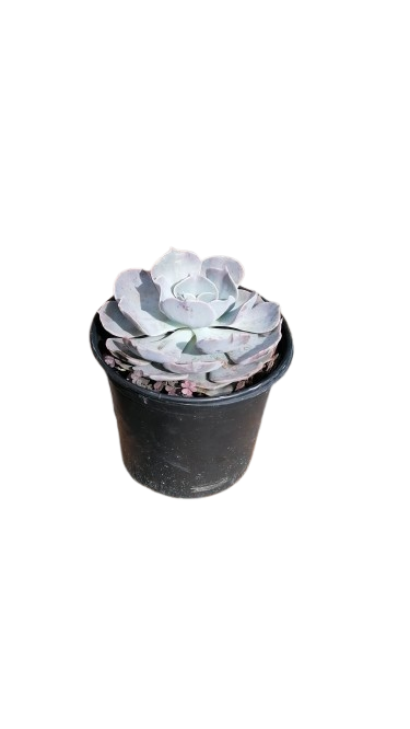 Echeveria Assorted 17cm