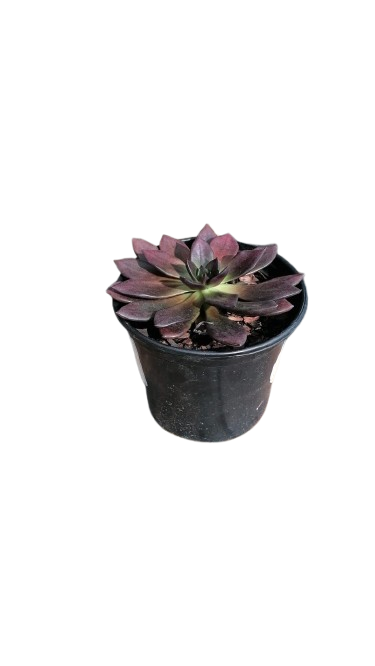 Echeveria Assorted 17cm