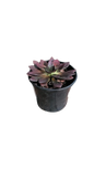 Echeveria Assorted 17cm