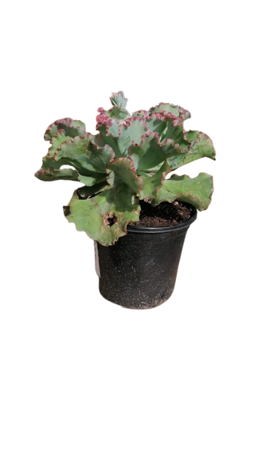 Echeveria Assorted 17cm