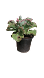 Echeveria Assorted 17cm