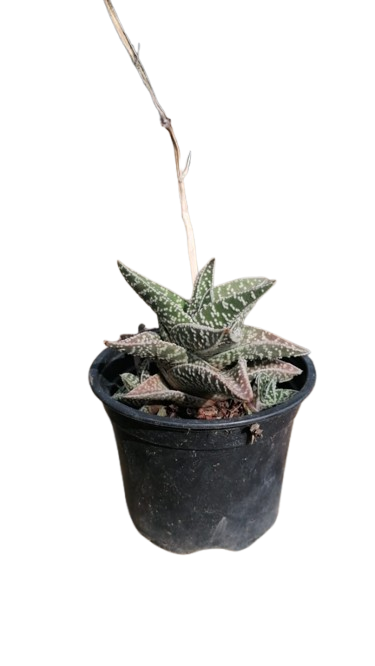 Gasteraloe Aveo 10cm