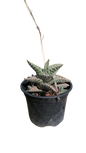 Gasteraloe Aveo 10cm