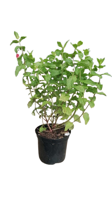 Mint (Mentha Spicata) 15cm