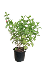 Mint (Mentha Spicata) 15cm