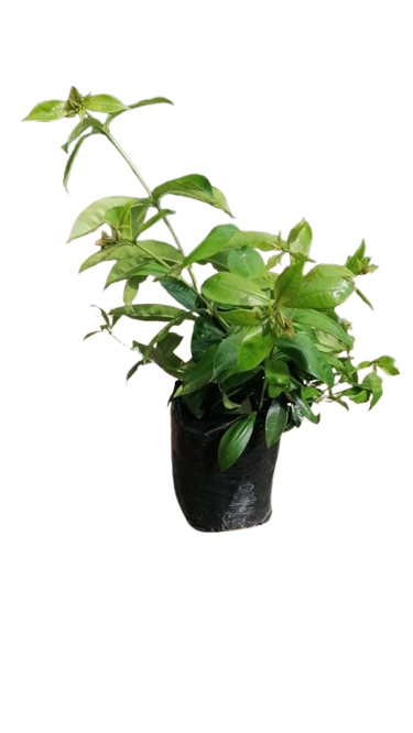 Allamanda Cathartica Yellow 5L