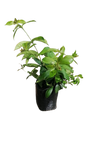 Allamanda Cathartica Yellow 5L