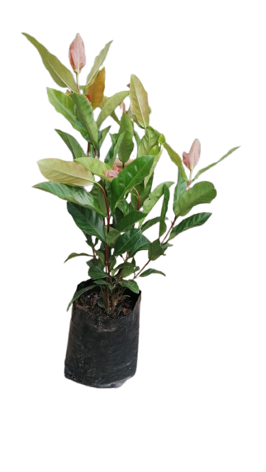 Ixora Assorted 5L