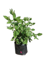 Otacanthus Caeruleus Blue Boy 4L