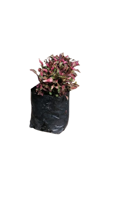 Alternantherea Bettzickiana Pink 3L