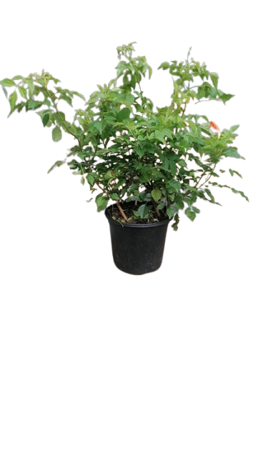 Tecomaria Sunlovers Compact assorted 17cm